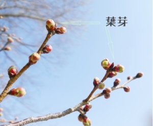 桜の花芽